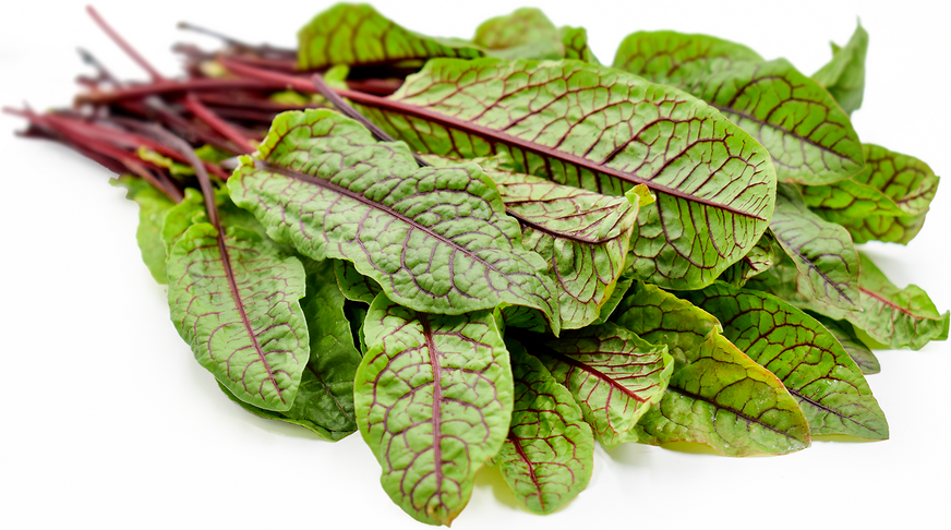 Sorrel leaves